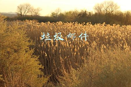 垃圾邮件