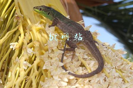 bt种子(神十三搭载的作物种子顺利出舱！解密太空育种)
