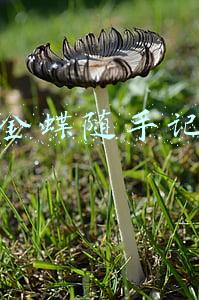 金蝶随手记