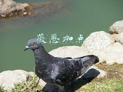薇恩加点