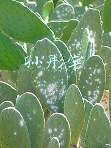 孙彤宇