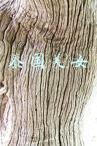 泰国美女 泰国美女