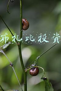 阿布扎比投资局