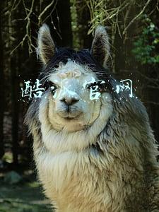 酷派官网固件下载专区(酷派手机如何刷机 酷派CDS工具使用教程)