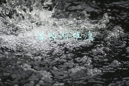 潘帕斯雄鹰