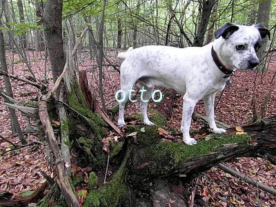 otto