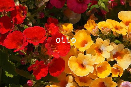 otto