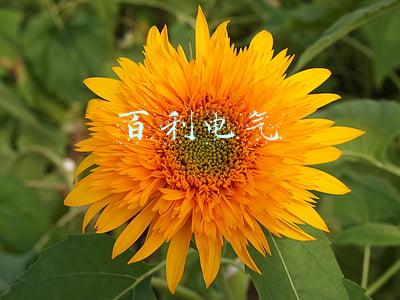 百利电气