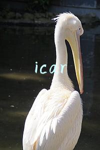 icar