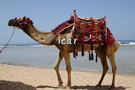 icar