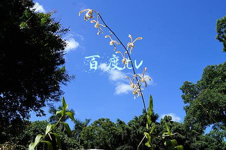 百度tv