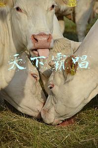 天下霸唱