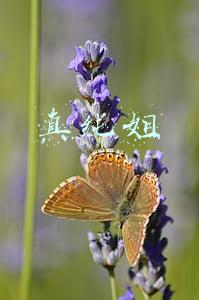 镇春节安全防范工作总结(五一期间疫情防控工作总结)