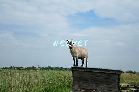 weaver weaver