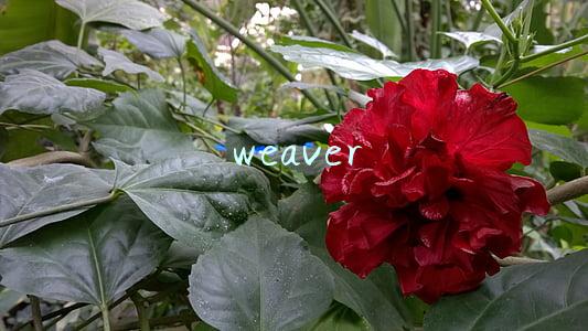 weaver weaver