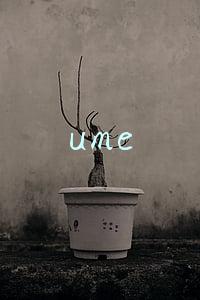 ume国际影城安贞(一起看这部吹爆朋友圈的悬疑片吧)