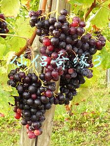 仙侣奇缘3