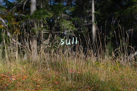 suli