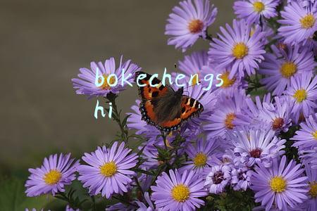 bokechengshi