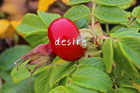 desire