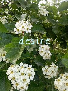 desire