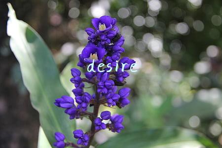 desire