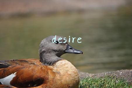desire