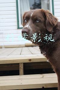 柠檬影视