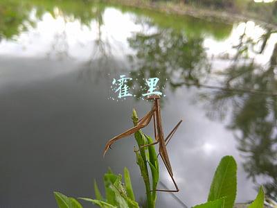 霍里