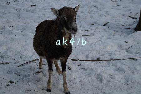 ak47b