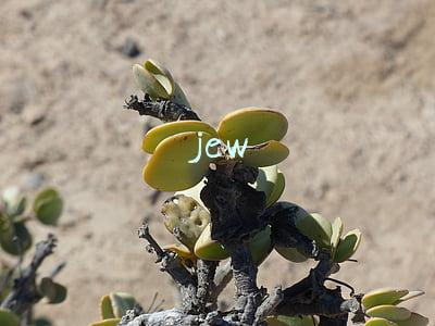 jew