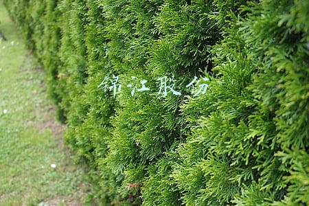 锦江股份