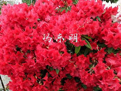 冯东明