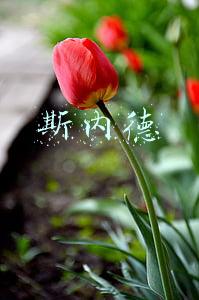 斯内德