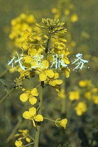 代驾服务平台电话(找代驾遇车祸昏迷多日 家属求助：谁来垫付治疗费用？)