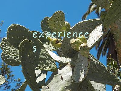 experiences怎么读(52天奇速记完高考3500词汇第18天)