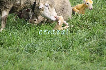central