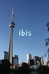 ibis
