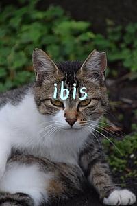 ibis