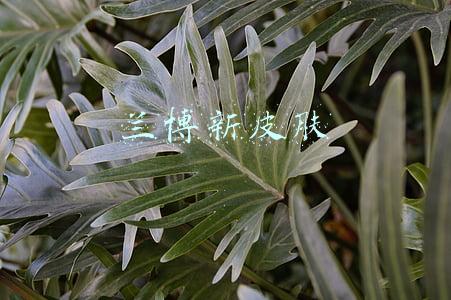 兰博新皮肤