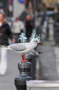 齐翔