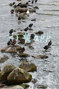 订餐app有哪些(4月AppStore中国免费榜(餐饮)TOP100：饿了么 叮咚买菜居前二)