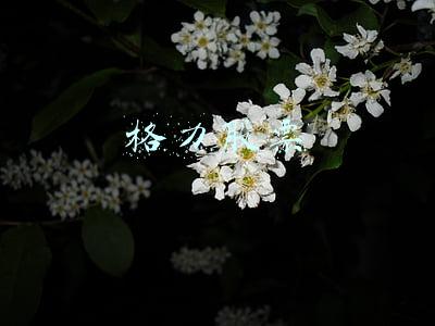 格力股票