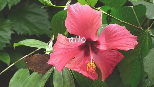 allo