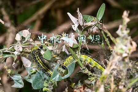 中概股回归