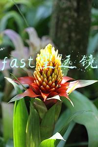 fast望远镜