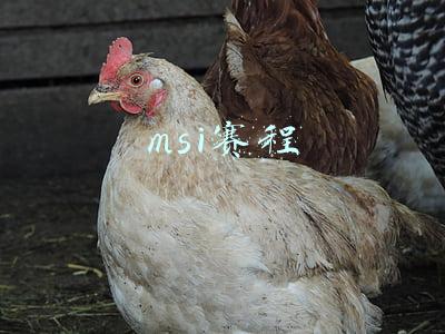 2018msi赛程(走近MSI——英雄联盟2018季中冠军赛赛事概览)