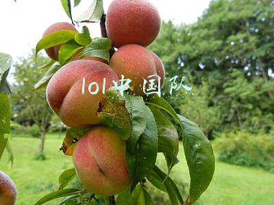 lol中国队