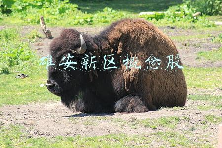 雄安新区概念股