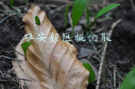 雄安新区概念股